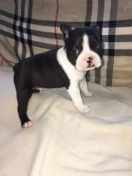 Boston Terrier Pups With Amazing Wildax Lines,
