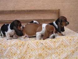 Home raised Basset Hound Puppies