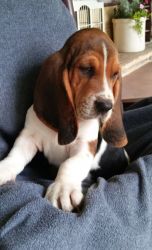 New litter of Basset Hound Puppies Ready Now