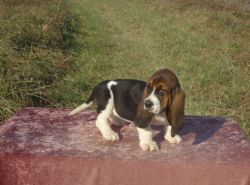 Male and female Basset Hound Puppies