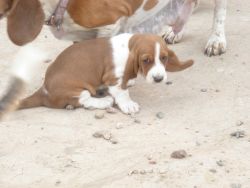 AKC basset hound puppys