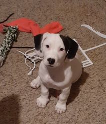 Sweet playful puppy looking for a new home