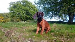 Bmh Bavarian Mountain Hound Puppies For Sale