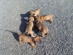 Bavarian Mountain Hound Puppies For Sale