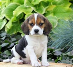 10 weeks beagle for sale