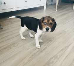 Phoebe the beagle puppy
