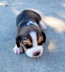 AKC Male Beagle Puppy 2