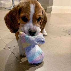 BEAGLE PUPPIES AVAILABLE