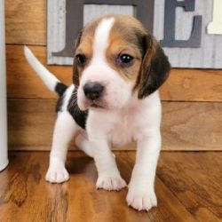 registered Beagle puppies. Exquisite quality