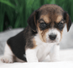 Rehoming Beagle puppies healthy male and female
