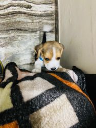 4 month old beagle