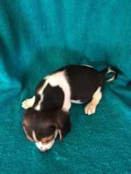 Akc registered beagle puppies for sale