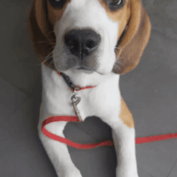 Beagle on adoption