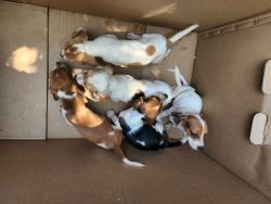 Beautiful beagle puppies that needs rehoming. They're ready to go.