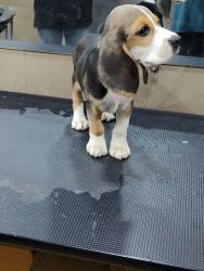 2 Months Old Beagle Puppy
