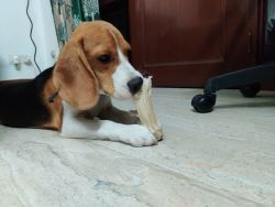 9 month old beagle