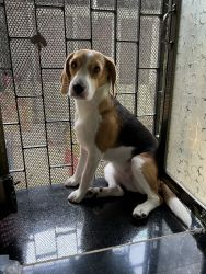 1Y old female Beagle for Adoption
