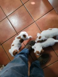 Beagles puppies for sale