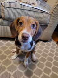 Beagle/Shelty Mix 6 months