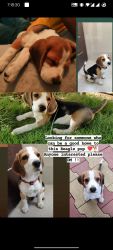 Joey The Beagle
