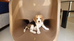 53 days Well Maintained and fast Lerner beagle baby girl