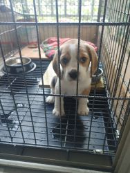 Female Beagle puppy for sale