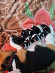 Beagle 22 days old