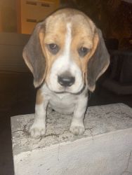 Beagle pup 7 week old with one dose of vaccination