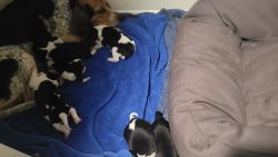Beagle puppies, Born 2/14/2023