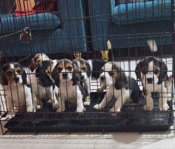 Home bred Beagle Puppies