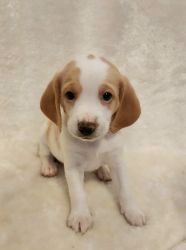 Beagle Puppy (Lemon White)