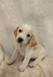 Beagle Puppy (Lemon Beagle)