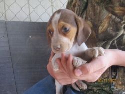 Full Blooded Beagle Puppies