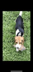 Beagle Male Puppy