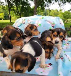 Ckc reg beagle pups
