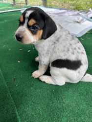 Beagle mix puppies for sale