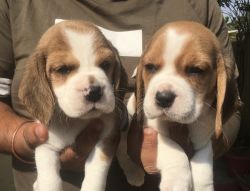 Beagle Puppy’s Avay