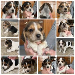 AKC Beagle Puppies