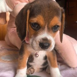 beagle puppies for rehoming
