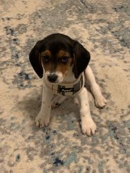 Male Beagle 11weeks