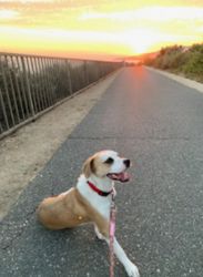 Beagle pitbull mix ready for a new home