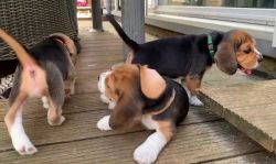 Charming Beagle Pups for Adoption