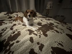2 year old beagle named Milo