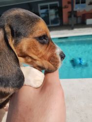Puppies, pure beagles ❤️❤️❤️