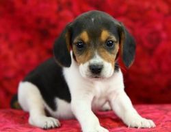 Gorgeous Available Beagle Puppies For Sale