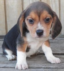 Cute Beagle Puppies For Good Homes Only