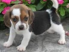 Lovly beagle puppies for sale Ready