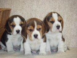 Quality Beagle Pups