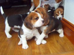 Beautiful Beagle Pups Available -