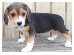 Fully Check Beagle Puppies